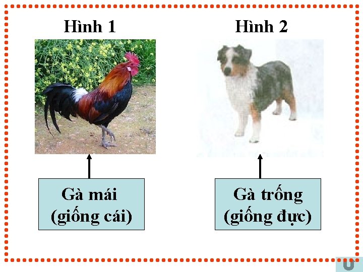 Hình 1 Gà mái (giống cái) Hình 2 Gà trống (giống đực) 