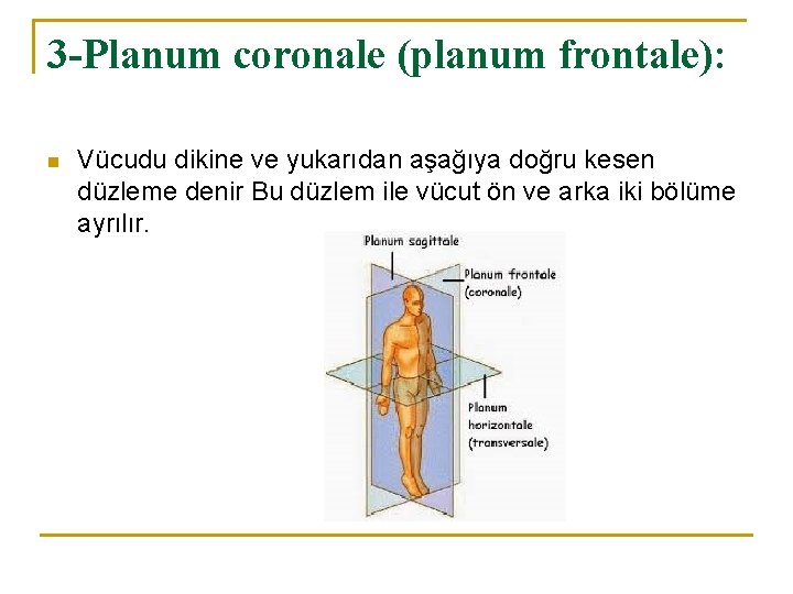 3 -Planum coronale (planum frontale): n Vücudu dikine ve yukarıdan aşağıya doğru kesen düzleme 3 -Planum coronale (planum frontale): n Vücudu dikine ve yukarıdan aşağıya doğru kesen düzleme