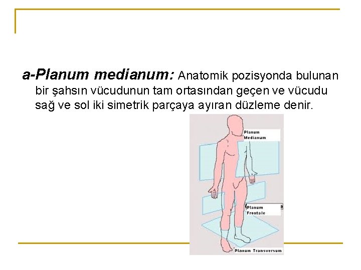a-Planum medianum: Anatomik pozisyonda bulunan bir şahsın vücudunun tam ortasından geçen ve vücudu sağ a-Planum medianum: Anatomik pozisyonda bulunan bir şahsın vücudunun tam ortasından geçen ve vücudu sağ