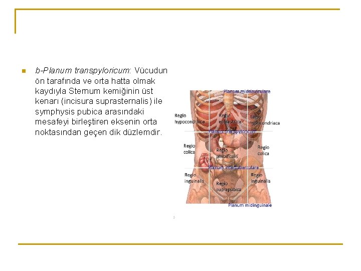 n b-Planum transpyloricum: Vücudun ön tarafında ve orta hatta olmak kaydıyla Sternum kemiğinin üst n b-Planum transpyloricum: Vücudun ön tarafında ve orta hatta olmak kaydıyla Sternum kemiğinin üst