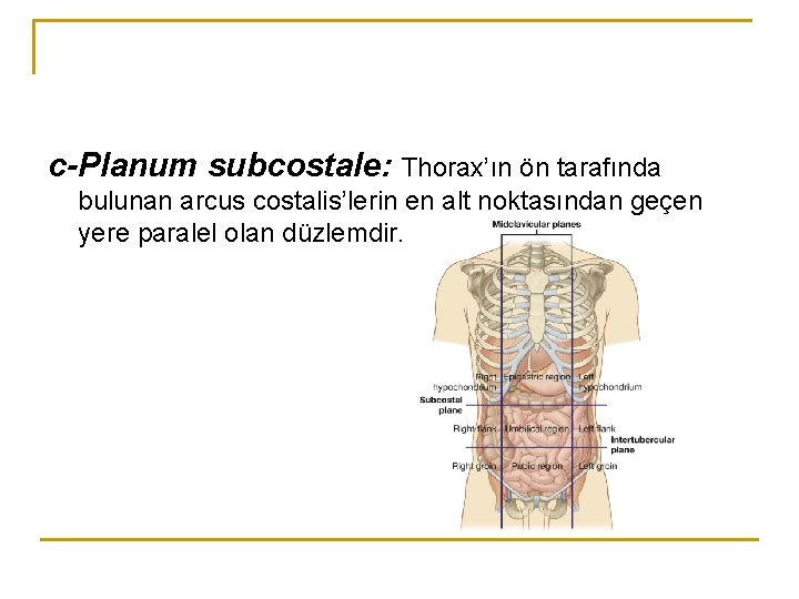 c-Planum subcostale: Thorax’ın ön tarafında bulunan arcus costalis’lerin en alt noktasından geçen yere paralel c-Planum subcostale: Thorax’ın ön tarafında bulunan arcus costalis’lerin en alt noktasından geçen yere paralel