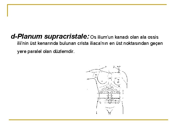d-Planum supracristale: Os ilium’un kanadı olan ala ossis ilii’nin üst kenarında bulunan crista iliaca’nın d-Planum supracristale: Os ilium’un kanadı olan ala ossis ilii’nin üst kenarında bulunan crista iliaca’nın