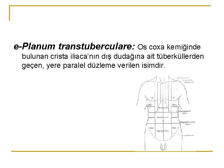 e-Planum transtuberculare: Os coxa kemiğinde bulunan crista iliaca’nın dış dudağına ait tüberküllerden geçen, yere e-Planum transtuberculare: Os coxa kemiğinde bulunan crista iliaca’nın dış dudağına ait tüberküllerden geçen, yere