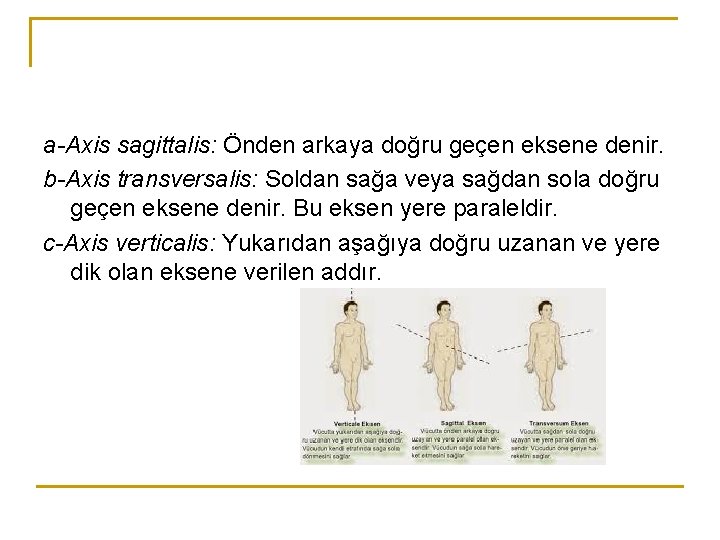 a-Axis sagittalis: Önden arkaya doğru geçen eksene denir. b-Axis transversalis: Soldan sağa veya sağdan a-Axis sagittalis: Önden arkaya doğru geçen eksene denir. b-Axis transversalis: Soldan sağa veya sağdan