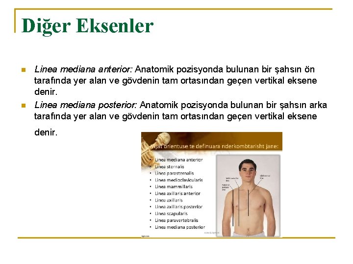 Diğer Eksenler n n Linea mediana anterior: Anatomik pozisyonda bulunan bir şahsın ön tarafında Diğer Eksenler n n Linea mediana anterior: Anatomik pozisyonda bulunan bir şahsın ön tarafında