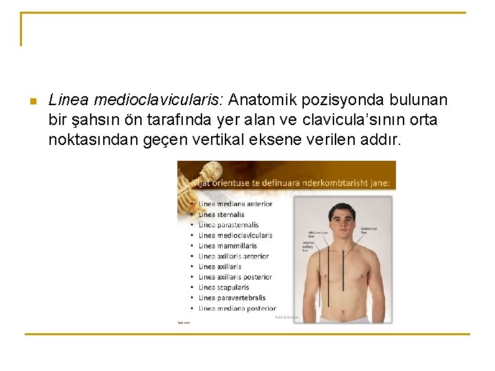 n Linea medioclavicularis: Anatomik pozisyonda bulunan bir şahsın ön tarafında yer alan ve clavicula’sının n Linea medioclavicularis: Anatomik pozisyonda bulunan bir şahsın ön tarafında yer alan ve clavicula’sının