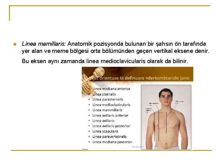 n Linea mamillaris: Anatomik pozisyonda bulunan bir şahsın ön tarafında yer alan ve meme n Linea mamillaris: Anatomik pozisyonda bulunan bir şahsın ön tarafında yer alan ve meme