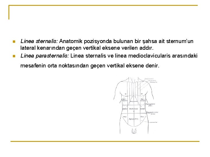n n Linea sternalis: Anatomik pozisyonda bulunan bir şahsa ait sternum’un lateral kenarından geçen n n Linea sternalis: Anatomik pozisyonda bulunan bir şahsa ait sternum’un lateral kenarından geçen