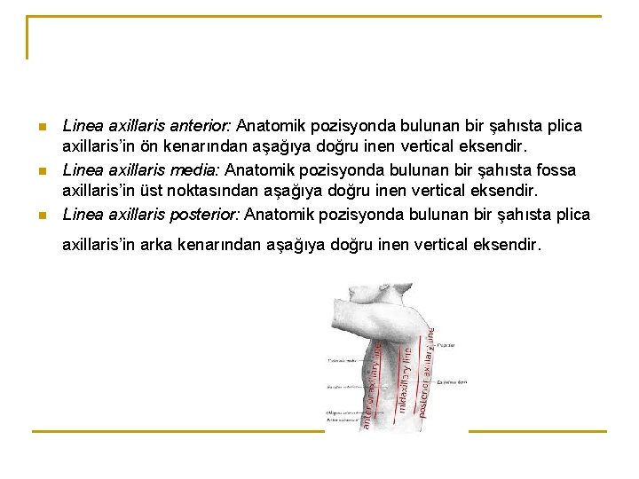 n n n Linea axillaris anterior: Anatomik pozisyonda bulunan bir şahısta plica axillaris’in ön n n n Linea axillaris anterior: Anatomik pozisyonda bulunan bir şahısta plica axillaris’in ön