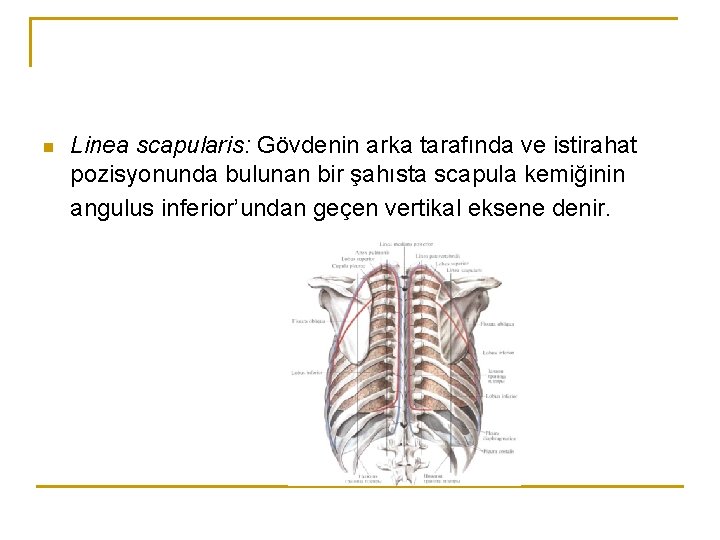 n Linea scapularis: Gövdenin arka tarafında ve istirahat pozisyonunda bulunan bir şahısta scapula kemiğinin n Linea scapularis: Gövdenin arka tarafında ve istirahat pozisyonunda bulunan bir şahısta scapula kemiğinin
