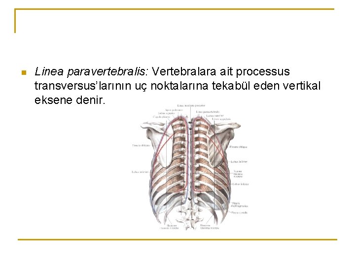 n Linea paravertebralis: Vertebralara ait processus transversus’larının uç noktalarına tekabül eden vertikal eksene denir. n Linea paravertebralis: Vertebralara ait processus transversus’larının uç noktalarına tekabül eden vertikal eksene denir.