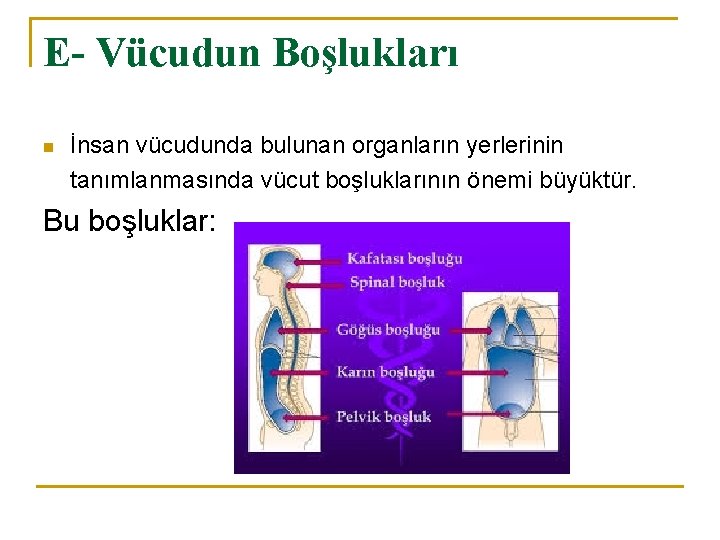 E- Vücudun Boşlukları n İnsan vücudunda bulunan organların yerlerinin tanımlanmasında vücut boşluklarının önemi büyüktür. E- Vücudun Boşlukları n İnsan vücudunda bulunan organların yerlerinin tanımlanmasında vücut boşluklarının önemi büyüktür.