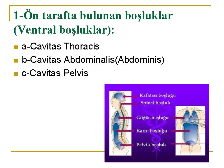 1 -Ön tarafta bulunan boşluklar (Ventral boşluklar): n n n a-Cavitas Thoracis b-Cavitas Abdominalis(Abdominis) 1 -Ön tarafta bulunan boşluklar (Ventral boşluklar): n n n a-Cavitas Thoracis b-Cavitas Abdominalis(Abdominis)