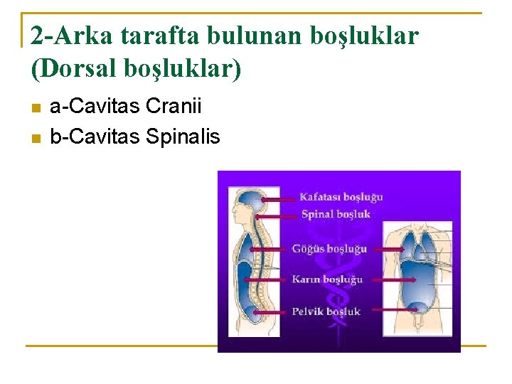 2 -Arka tarafta bulunan boşluklar (Dorsal boşluklar) n n a-Cavitas Cranii b-Cavitas Spinalis 2 -Arka tarafta bulunan boşluklar (Dorsal boşluklar) n n a-Cavitas Cranii b-Cavitas Spinalis