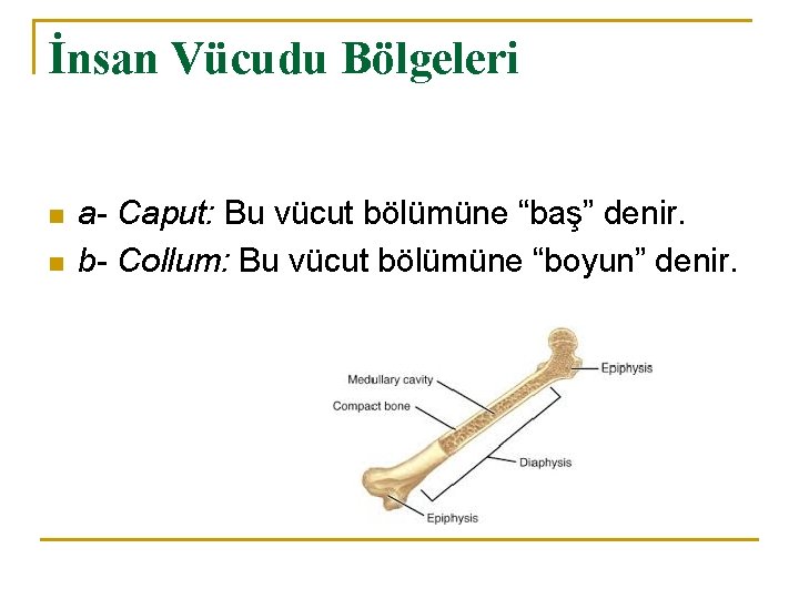 İnsan Vücudu Bölgeleri n n a- Caput: Bu vücut bölümüne “baş” denir. b- Collum: İnsan Vücudu Bölgeleri n n a- Caput: Bu vücut bölümüne “baş” denir. b- Collum: