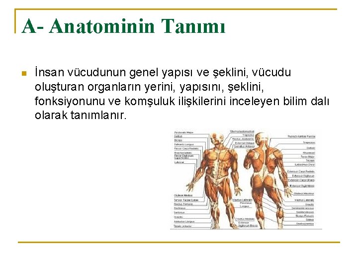 A- Anatominin Tanımı n İnsan vücudunun genel yapısı ve şeklini, vücudu oluşturan organların yerini, A- Anatominin Tanımı n İnsan vücudunun genel yapısı ve şeklini, vücudu oluşturan organların yerini,