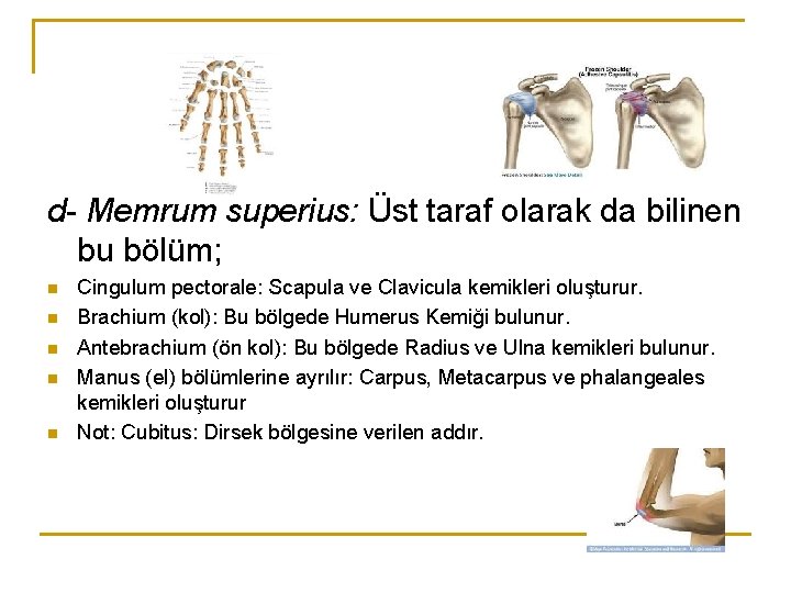 d- Memrum superius: Üst taraf olarak da bilinen bu bölüm; n n n Cingulum d- Memrum superius: Üst taraf olarak da bilinen bu bölüm; n n n Cingulum