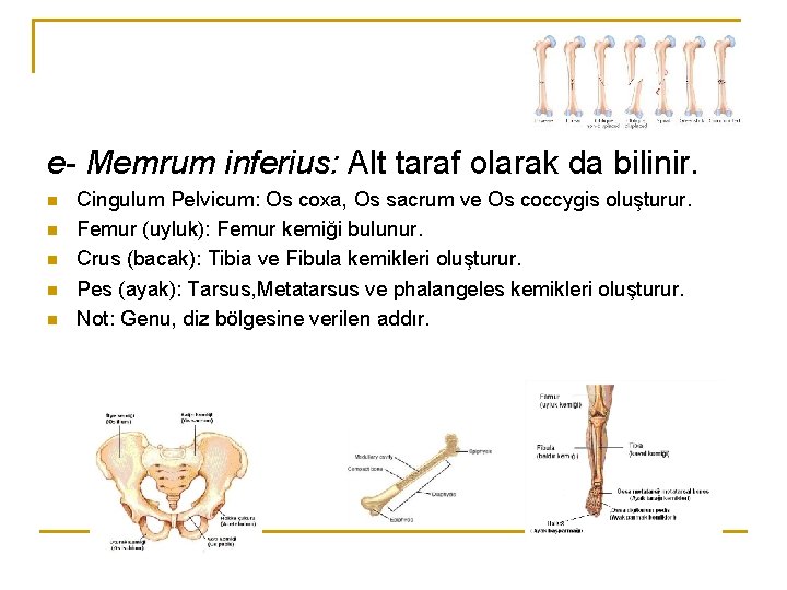 e- Memrum inferius: Alt taraf olarak da bilinir. n n n Cingulum Pelvicum: Os e- Memrum inferius: Alt taraf olarak da bilinir. n n n Cingulum Pelvicum: Os