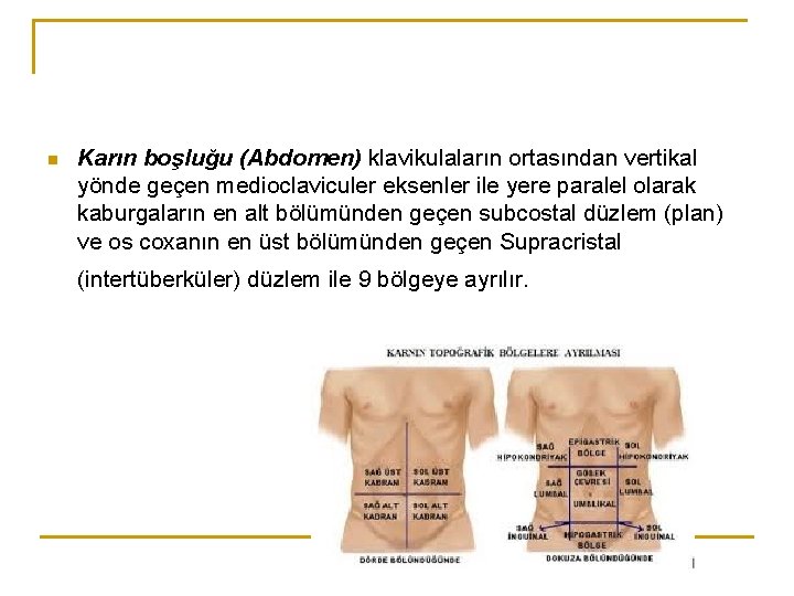 n Karın boşluğu (Abdomen) klavikulaların ortasından vertikal yönde geçen medioclaviculer eksenler ile yere paralel n Karın boşluğu (Abdomen) klavikulaların ortasından vertikal yönde geçen medioclaviculer eksenler ile yere paralel