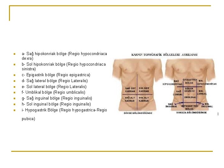 n n n n n a- Sağ hipokonriak bölge (Regio hypocondriaca dexra) b- Sol n n n n n a- Sağ hipokonriak bölge (Regio hypocondriaca dexra) b- Sol