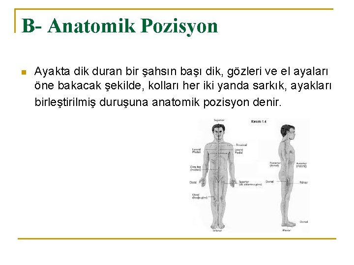 B- Anatomik Pozisyon n Ayakta dik duran bir şahsın başı dik, gözleri ve el B- Anatomik Pozisyon n Ayakta dik duran bir şahsın başı dik, gözleri ve el