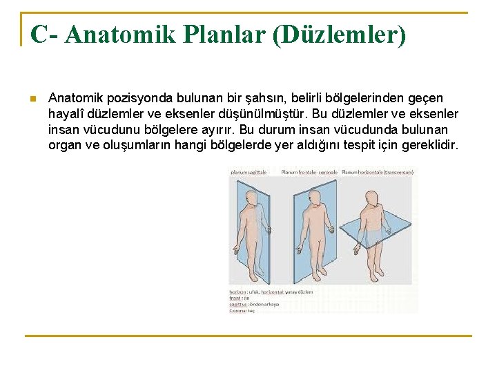 C- Anatomik Planlar (Düzlemler) n Anatomik pozisyonda bulunan bir şahsın, belirli bölgelerinden geçen hayalî C- Anatomik Planlar (Düzlemler) n Anatomik pozisyonda bulunan bir şahsın, belirli bölgelerinden geçen hayalî