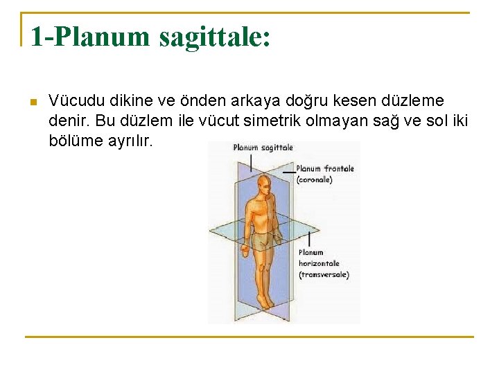 1 -Planum sagittale: n Vücudu dikine ve önden arkaya doğru kesen düzleme denir. Bu 1 -Planum sagittale: n Vücudu dikine ve önden arkaya doğru kesen düzleme denir. Bu