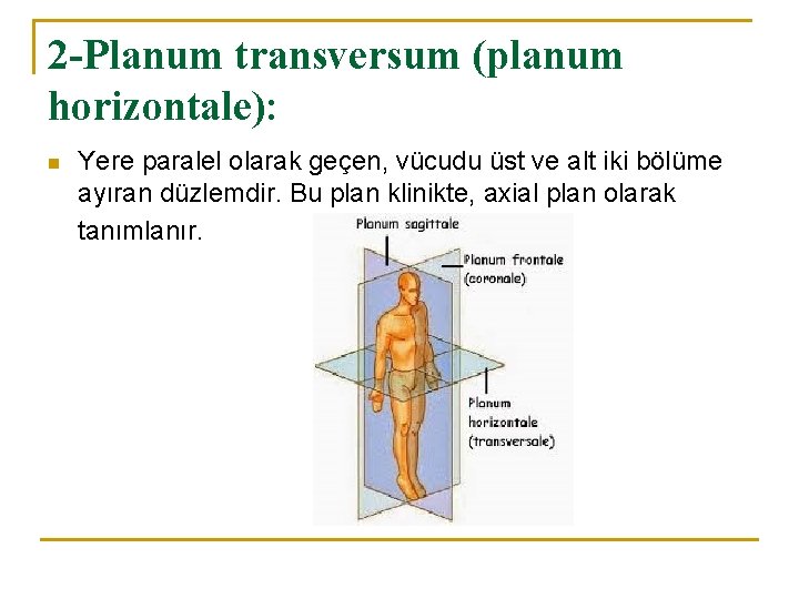 2 -Planum transversum (planum horizontale): n Yere paralel olarak geçen, vücudu üst ve alt 2 -Planum transversum (planum horizontale): n Yere paralel olarak geçen, vücudu üst ve alt