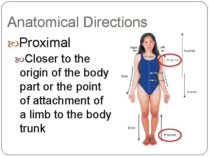 Anatomical Directions Proximal Closer to the origin of the body part or the point