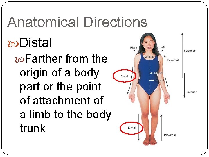 Anatomical Directions Distal Farther from the origin of a body part or the point