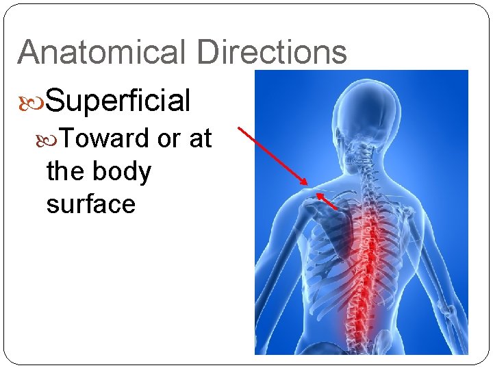 Anatomical Directions Superficial Toward or at the body surface 