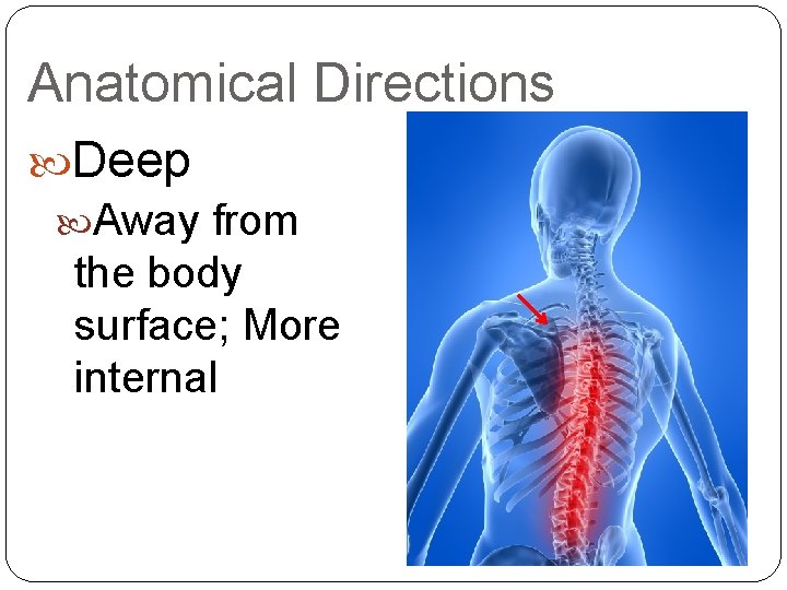 Anatomical Directions Deep Away from the body surface; More internal 