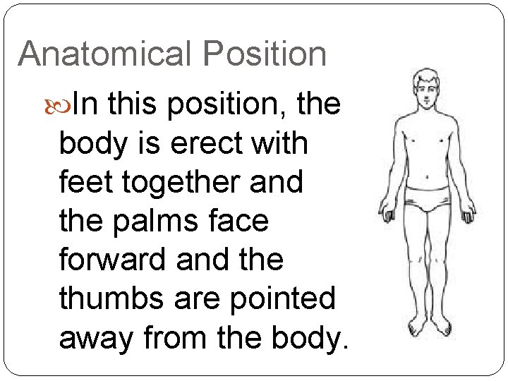 Anatomical Position In this position, the body is erect with feet together and the