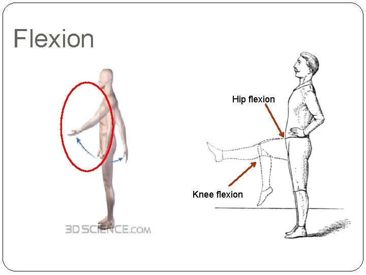 Flexion Hip flexion Knee flexion 