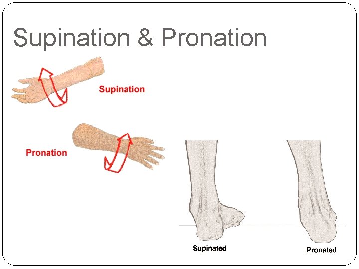 Supination & Pronation 