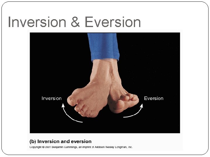 Inversion & Eversion 