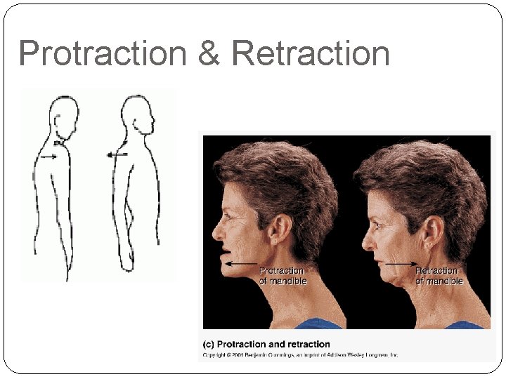 Protraction & Retraction 