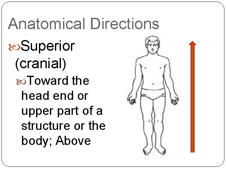 Anatomical Directions Superior (cranial) Toward the head end or upper part of a structure