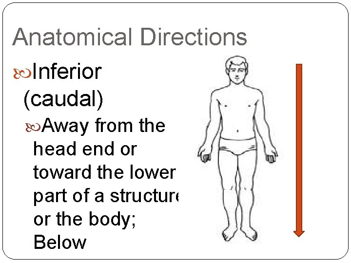 Anatomical Directions Inferior (caudal) Away from the head end or toward the lower part