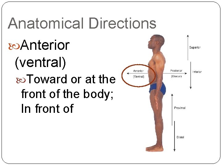 Anatomical Directions Anterior (ventral) Toward or at the front of the body; In front