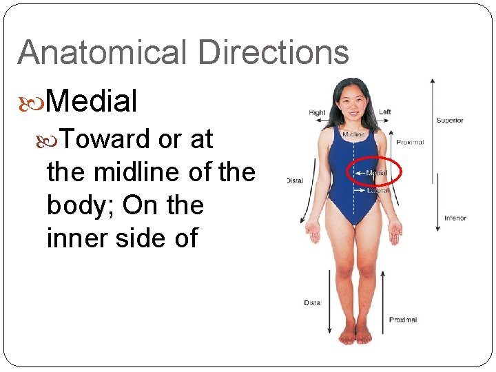 Anatomical Directions Medial Toward or at the midline of the body; On the inner