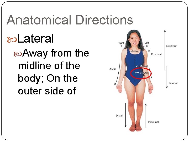 Anatomical Directions Lateral Away from the midline of the body; On the outer side