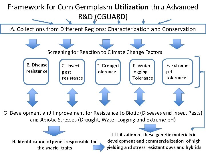 Framework for Corn Germplasm Utilization thru Advanced R&D (CGUARD) A. Collections from Different Regions: