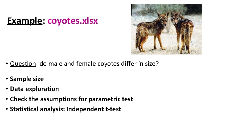 Example: coyotes. xlsx • Question: do male and female coyotes differ in size? •