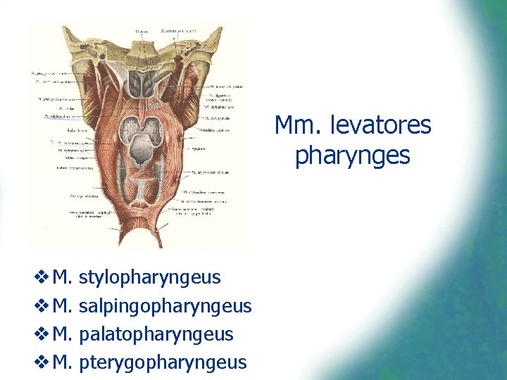 Mm. levatores pharynges v M. stylopharyngeus salpingopharyngeus palatopharyngeus pterygopharyngeus 