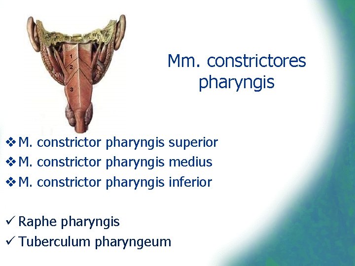 Mm. constrictores pharyngis v M. constrictor pharyngis superior v M. constrictor pharyngis medius v