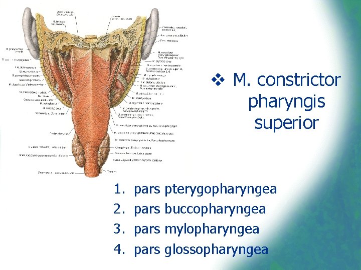 v M. constrictor pharyngis superior 1. 2. 3. 4. pars pterygopharyngea buccopharyngea mylopharyngea glossopharyngea