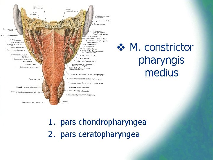 v M. constrictor pharyngis medius 1. pars chondropharyngea 2. pars ceratopharyngea 