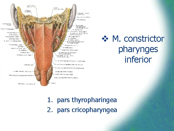 v M. constrictor pharynges inferior 1. pars thyropharingea 2. pars cricopharyngea 