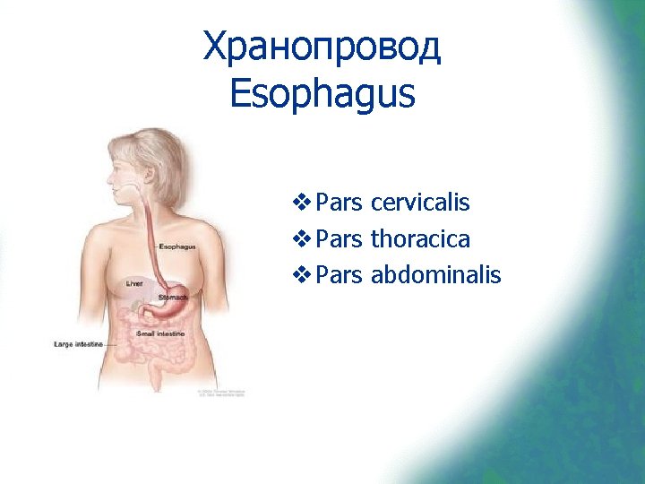 Хранопровод Esophagus v Pars cervicalis v Pars thoracica v Pars abdominalis 